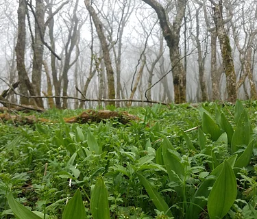 Willard's Wonderings: How Scientists are Using Genetics to Protect Ramps