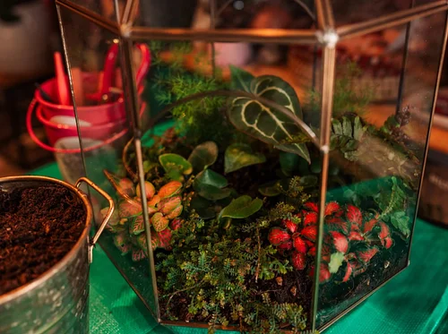 Plant and Sip - Make your Own Terrarium with Radical Roots