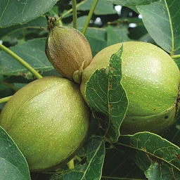 Identifying Walnuts and Hickories