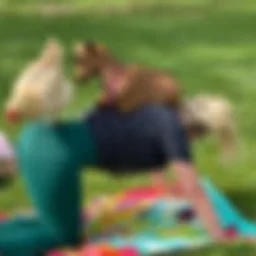 Tiny Goat Yoga