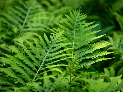 Garden & Estate Insider: Wellness through Nature