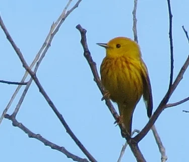 August Bird Monitoring Walk