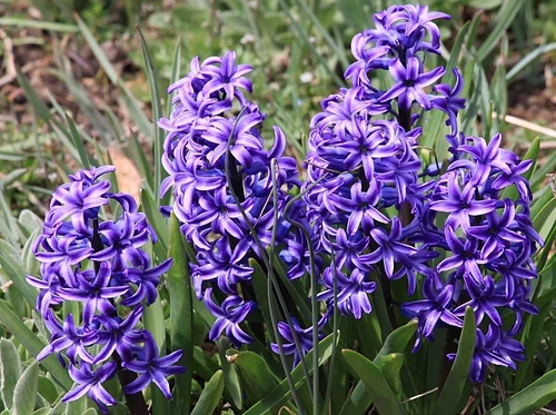 Guided Mansion Tours - 1:00 & 2:30