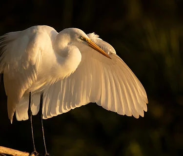 Bird and Wildlife Photography
