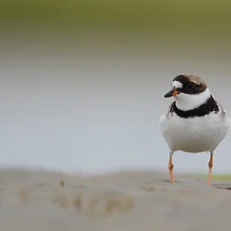 Coastal Birding Walk
