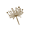 Roots Cut Flower Farm