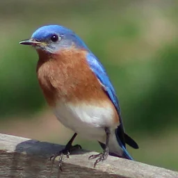 Become a Birding Citizen Scientist