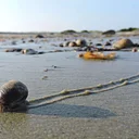 Seaweed Walk at Duxbury Beach
