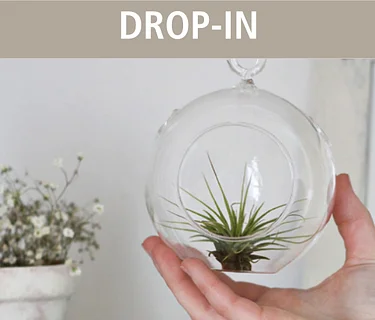 Air Plant Homes Drop-In