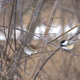 Coloma Annual Audubon Christmas Bird Count