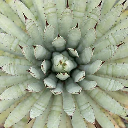 Infinite Sums: Math in Bloom presents Fibonacci Day