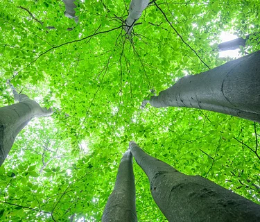 Canopy Exploration and Tree Climbing with Women's Tree Climbing Workshop