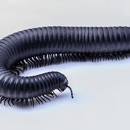 Stroller Safaris: Arthropods in August (Aug. 12, 16, 22, 28)