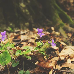 Plant Identification Master Series September 15th
