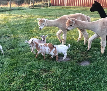 Petting Zoo @ Wylder