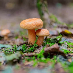 Mushroom Walk – November 7, 2026 (1:00 PM)