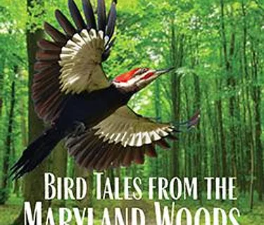 Bird Tales from the Maryland Woods