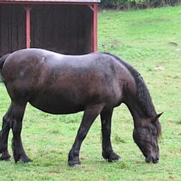 Horse Grooming
