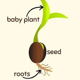 What's Inside a Seed?