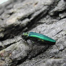 Emerald Ash Borer Education & Sign Installation Volunteer Day