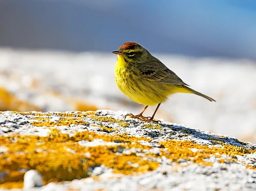 Early Spring Bird Walk