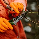 Garden & Estate Insider: Structural Pruning Demo