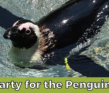 Party for the Penguins