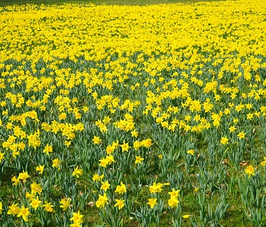 Oaks and Acorns: Daffodils, Daffodils All Around Us!