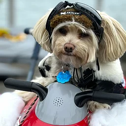 8th annual HOWLOWEEN Doggie costume parade!