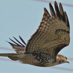 Bird Walk