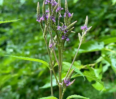 Midsummer Medicinal Plant Walk
