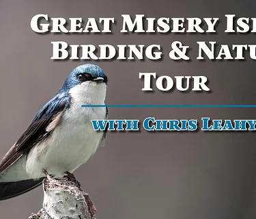 Great Misery Island Birding and Nature Tour with Chris Leahy