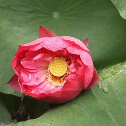 Flowering Plants – Part 2