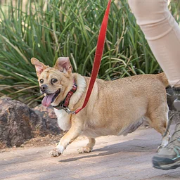 Dogs at the Garden