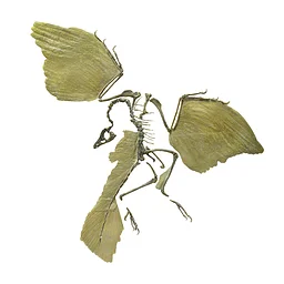 Everything Dinosaur (on the Rocks) Lecture #2: What IS a Dinosaur?