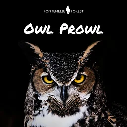 Owl Prowl