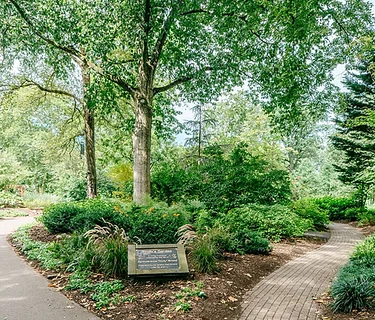 GSUSA: Cadette: Trees