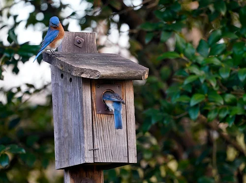 Getting to Know the Birds of WNC