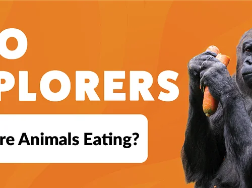 Zoo Explorers 2026: What are Animals Eating?