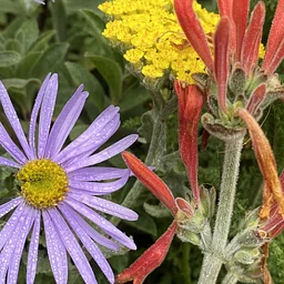 October Plant Sale: California Natives