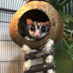 Animals for All: Caring for Exotic Critters