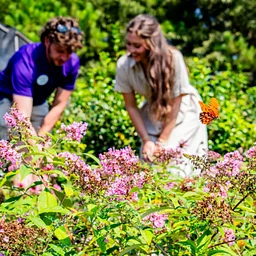 Native Tea Gardens