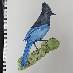 Watercolor Workshop Stellar Jay