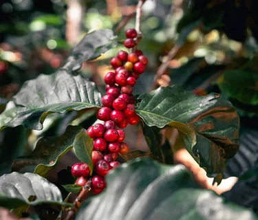 SCA Introduction to Coffee