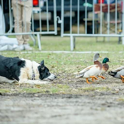 Sheep and Duck Herding Demo