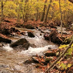 Living with Nature at Wintergreen Hikes- November 7, 2026
