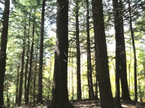 Forest Bathing with Beth Rennig