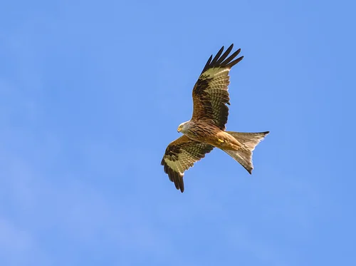 Family Night: Take Flight