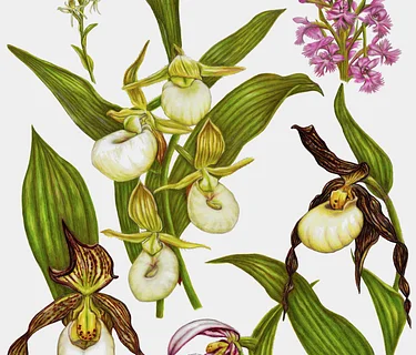 New Growth: Artists Respond to the Forest