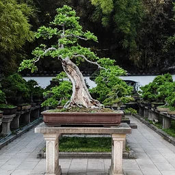 Bonsai for Beginners
